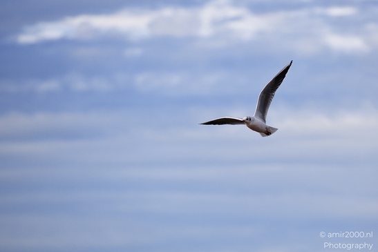 Seagulls_At_The_Beach_During_Sunset_Zandvoort_Birds_Photography_nature_Photography_Canon_EOS_R5_Mark_II_2025_003.JPG