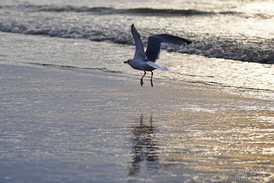 Seagulls_At_The_Beach_During_Sunset_Zandvoort_Birds_Photography_nature_Photography_Canon_EOS_R5_Mark_II_2025_005.JPG