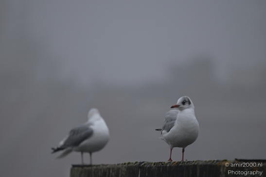 Seagulls_On_A_Foggy_Day_By_The_Roof_In_Amsterdam_Birds_Photography_Nature_Photography_Canon_EOS_R5_Mark_II_2025_001.JPG
