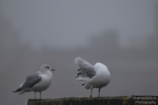 Seagulls_On_A_Foggy_Day_By_The_Roof_In_Amsterdam_Birds_Photography_Nature_Photography_Canon_EOS_R5_Mark_II_2025_002.JPG