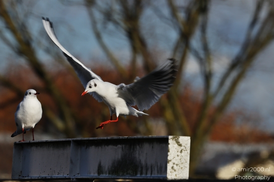 Seagulls_On_A_Metal_Beam_With_Autumn_Trees_In_Amsterdam_Birds_Photography_nature_Photography_Canon_EOS_R5_Mark_II_2025_001.JPG