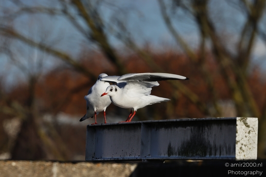 Seagulls_On_A_Metal_Beam_With_Autumn_Trees_In_Amsterdam_Birds_Photography_nature_Photography_Canon_EOS_R5_Mark_II_2025_002.JPG