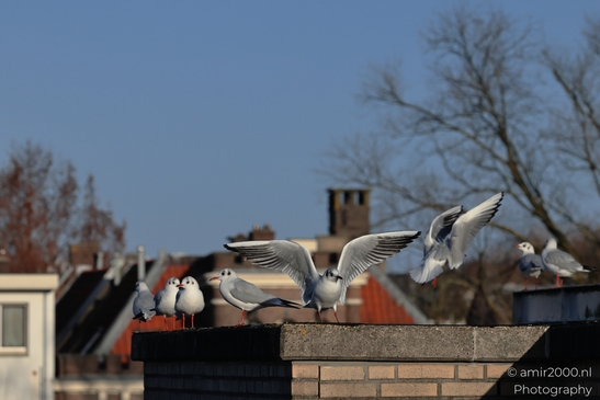 Seagulls taking off from a rooftop in Amsterdam during winter season. - image from year 2025 #002