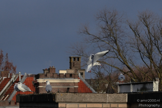 Seagulls on rooftops in Amsterdam during winter season. - image from year 2025 #003