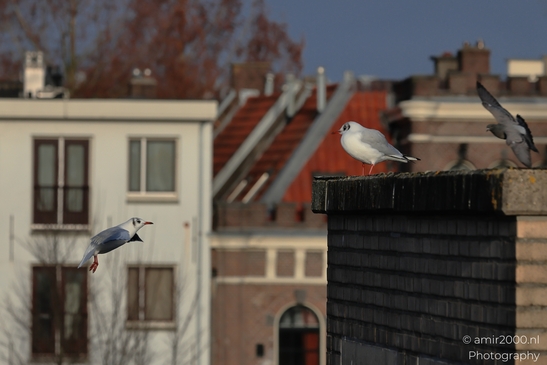 Seagull on rooftop in Amsterdam - image from year 2025 #004