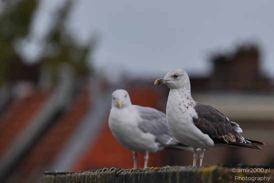 Seagulls on roof, cityscape backdrop, urban wildlife coexistence in Birds Photography. . - image from year 2025 #001