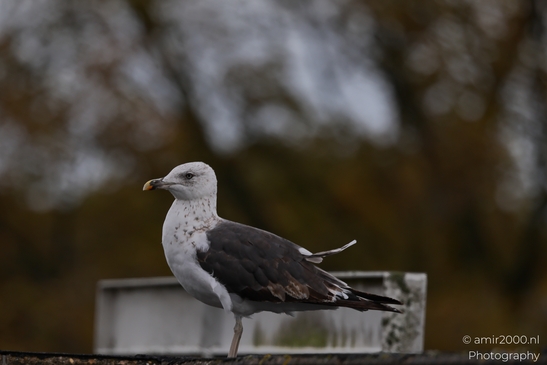 Seagull perched on roof, overlooking cityscape in Birds Photography. . - image from year 2025 #002