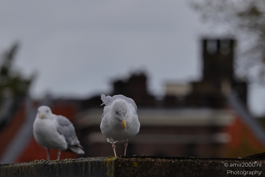 Seagulls on rooftop overlooking cityscape in Birds Photography. . - image from year 2025 #003