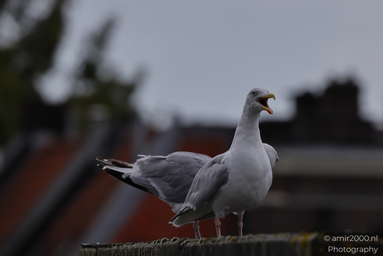 Seagulls on a rooftop, urban nature coexisting with cityscape in Birds Photography. . - image from year 2025 #004