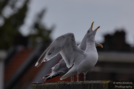 Seagulls on a rooftop in an urban setting, captured in a moment of interaction and flight in - image from year 2025 #005