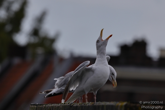 Seagulls on roof, cityscape backdrop, urban wildlife interaction in Birds Photography. . - image from year 2025 #006