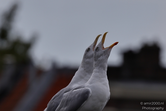 Seagulls on rooftop, one calling out with open beak in Birds Photography. . - image from year 2025 #007