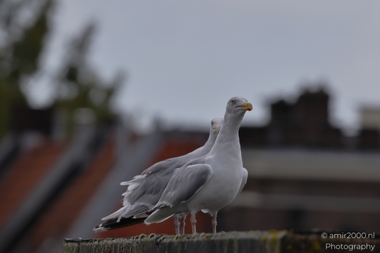 Seagulls on a rooftop, overlooking the cityscape in Birds Photography. . - image from year 2025 #008