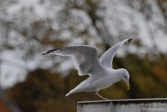 Seagull takes flight from rooftop against backdrop of urban skyline in Birds Photography. . - image from year 2025 #009