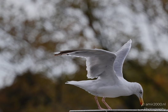 Seagulls on roof, city skyline backdrop, urban wildlife coexistence in Birds Photography. . - image from year 2025 #010