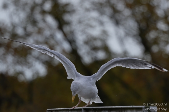 Seagulls on roof, fall scenery in city. Birds photography captures moment of flight. . - image from year 2025 #011