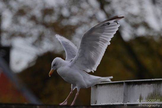 Seagulls on roof, urban nature scene in Birds Photography. . - image from year 2025 #012