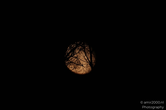 Silhouetted_Tree_Branches_Against_A_Moonlit_Sky_Moon_Nature_Photography_nature_Photography_Canon_EOS_R5_Mark_II_2025_001.JPG