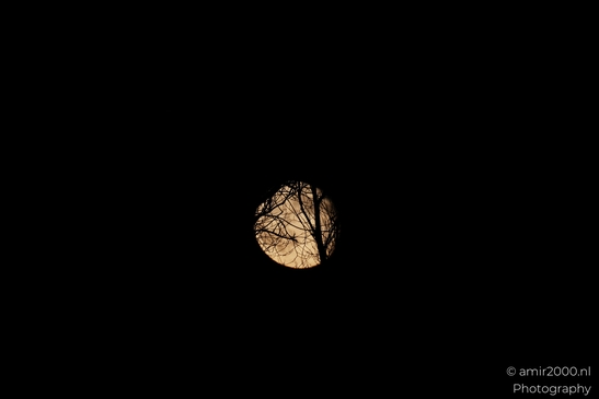 Silhouetted_Tree_Branches_Against_A_Moonlit_Sky_Moon_Nature_Photography_nature_Photography_Canon_EOS_R5_Mark_II_2025_002.JPG