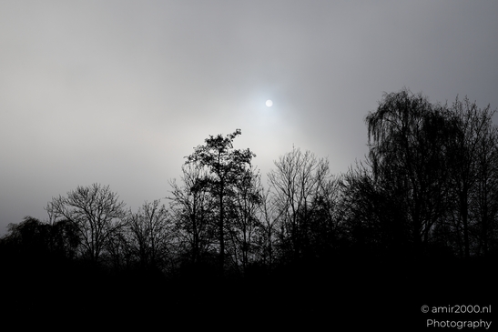 Silhouetted_Trees_And_Sun_in_A_Foggy_Day_Amsterdam_Netherlands_Nature_Photography_Canon_EOS_R5_Mark_II_2025_001.JPG
