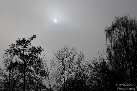 Silhouetted_Trees_And_Sun_in_A_Foggy_Day_Amsterdam_Netherlands_Nature_Photography_Canon_EOS_R5_Mark_II_2025_002.JPG