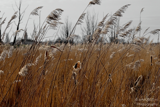 Spaarnwoude_Park_Halfweg_Netherlands_Nature_Photography_Canon_EOS_R5_Mark_II_2025_008.JPG