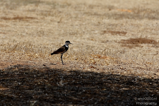 Spur_winged_Lapwing_Birds_Photography_Nature_Photography_Canon_EOS_R5_Mark_II_2025_001.JPG