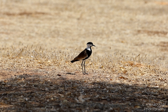 Spur_winged_Lapwing_Birds_Photography_Nature_Photography_Canon_EOS_R5_Mark_II_2025_002.JPG