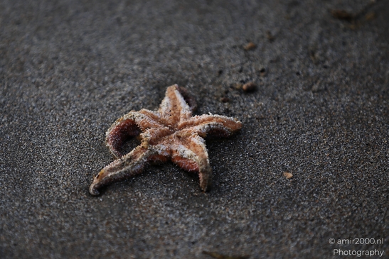 Starfish_On_A_Sandy_Beach_With_Marine_Debris_Zandvoort_Netherlands_nature_Photography_Canon_EOS_R5_Mark_II_2025_001.JPG