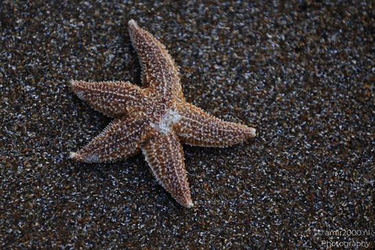 Starfish_On_A_Sandy_Beach_With_Marine_Debris_Zandvoort_Netherlands_nature_Photography_Canon_EOS_R5_Mark_II_2025_003.JPG