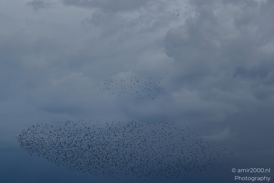 Starling_Murmuration_Birds_Photography_Nature_Photography_Canon_EOS_R5_Mark_II_2025_001.JPG