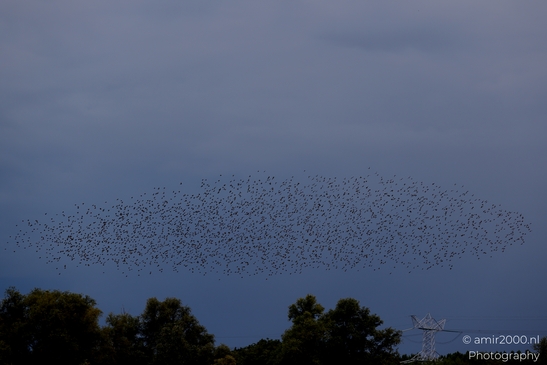 Starling_Murmuration_Birds_Photography_Nature_Photography_Canon_EOS_R5_Mark_II_2025_003.JPG