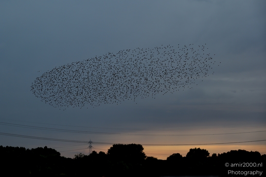 Starling_Murmuration_Birds_Photography_Nature_Photography_Canon_EOS_R5_Mark_II_2025_004.JPG