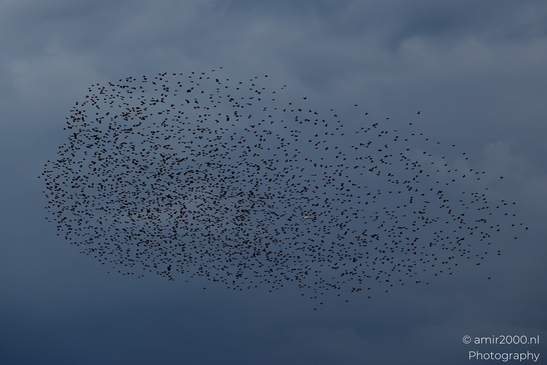 Starling_Murmuration_Birds_Photography_Nature_Photography_Canon_EOS_R5_Mark_II_2025_005.JPG