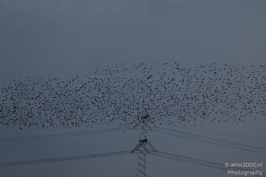 Starling_Murmuration_Birds_Photography_Nature_Photography_Canon_EOS_R5_Mark_II_2025_007.JPG