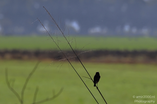 Stonechat_Perched_On_Reed_Stems_In_Hula_Nature_Reserve_Birds_Photography_nature_Photography_Canon_EOS_R5_Mark_II_2025_001.JPG