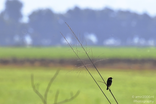 Stonechat_Perched_On_Reed_Stems_In_Hula_Nature_Reserve_Birds_Photography_nature_Photography_Canon_EOS_R5_Mark_II_2025_002.JPG