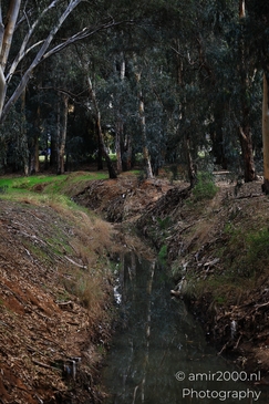 A narrow stream meanders through a wooded area with tall greenery and fallen leaves. - image from year 2025 #001