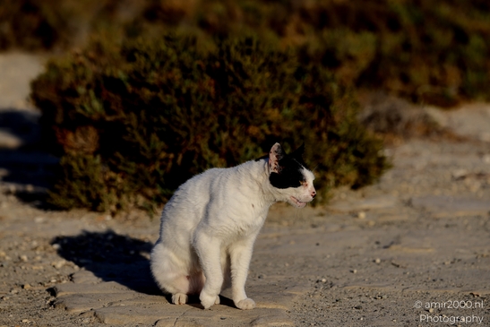 Street_cat_at_Salt_Lake_Larnca_Cyprus_Animal_Photography_Nature_Photography_Canon_EOS_R5_Mark_II_2025_002.JPG