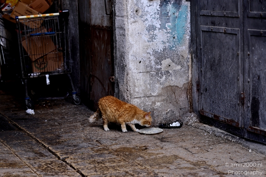 Street_cat_at_TLV_Nature_Landscape_Israel_Nature_Photography_Canon_EOS_R5_Mark_II_2025_001.JPG