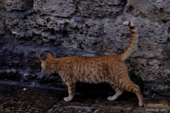 Street_cat_at_TLV_Nature_Landscape_Israel_Nature_Photography_Canon_EOS_R5_Mark_II_2025_002.JPG