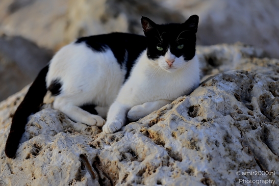 Street_cats_in_the_city_Tel_Aviv_Animal_Photography_Nature_Photography_Canon_EOS_R5_Mark_II_2025_001.JPG