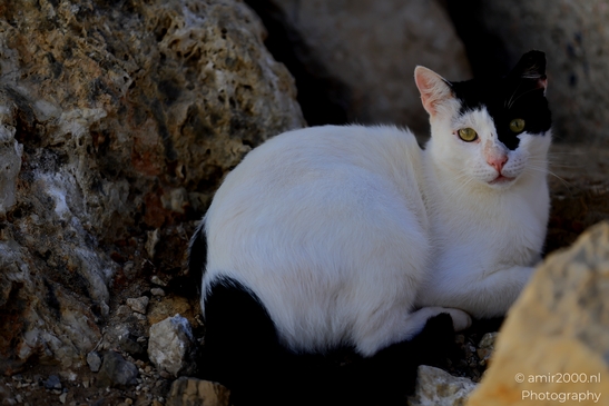 Street_cats_in_the_city_Tel_Aviv_Animal_Photography_Nature_Photography_Canon_EOS_R5_Mark_II_2025_002.JPG
