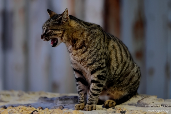 Street_cats_in_the_city_Tel_Aviv_Animal_Photography_Nature_Photography_Canon_EOS_R5_Mark_II_2025_004.JPG