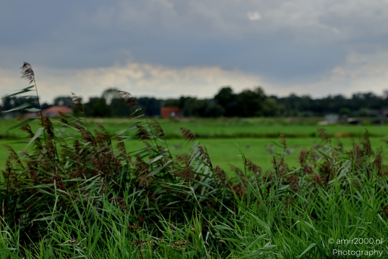 Summer_along_Middelpolder_Amstelveen_Netherlands_Nature_Photography_Canon_EOS_R5_Mark_II_2025_004.JPG