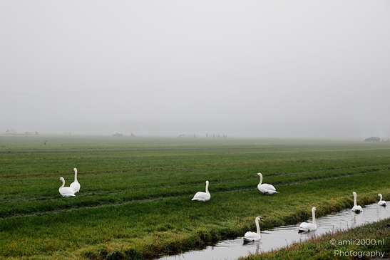 Swans_In_A_Misty_Polder_Birds_Photography_Nature_Photography_Canon_EOS_R5_Mark_II_2025_001.JPG