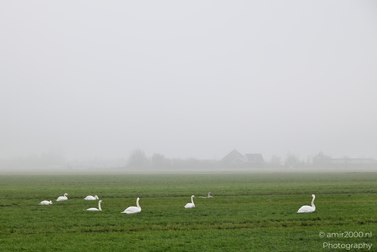 Swans_In_A_Misty_Polder_Birds_Photography_Nature_Photography_Canon_EOS_R5_Mark_II_2025_002.JPG