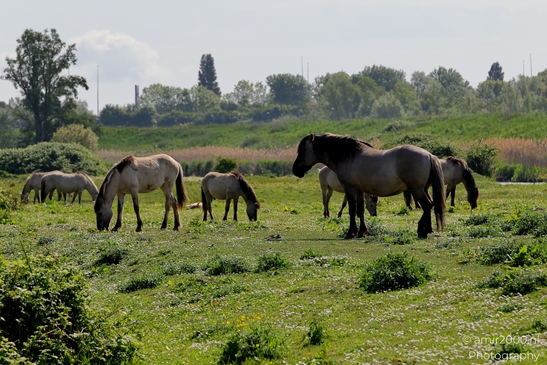 The_konik_horse_wild_horses_in_Geuzenbos_Amsterdam_Animal_Photography_Nature_Photography_Canon_EOS_R5_Mark_II_2025_001.JPG