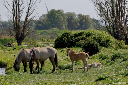The_konik_horse_wild_horses_in_Geuzenbos_Amsterdam_Animal_Photography_Nature_Photography_Canon_EOS_R5_Mark_II_2025_002.JPG