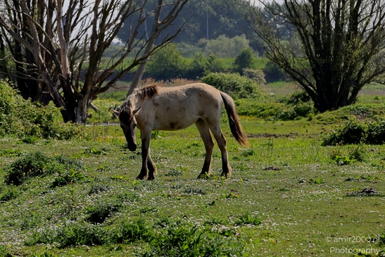 The_konik_horse_wild_horses_in_Geuzenbos_Amsterdam_Animal_Photography_Nature_Photography_Canon_EOS_R5_Mark_II_2025_003.JPG